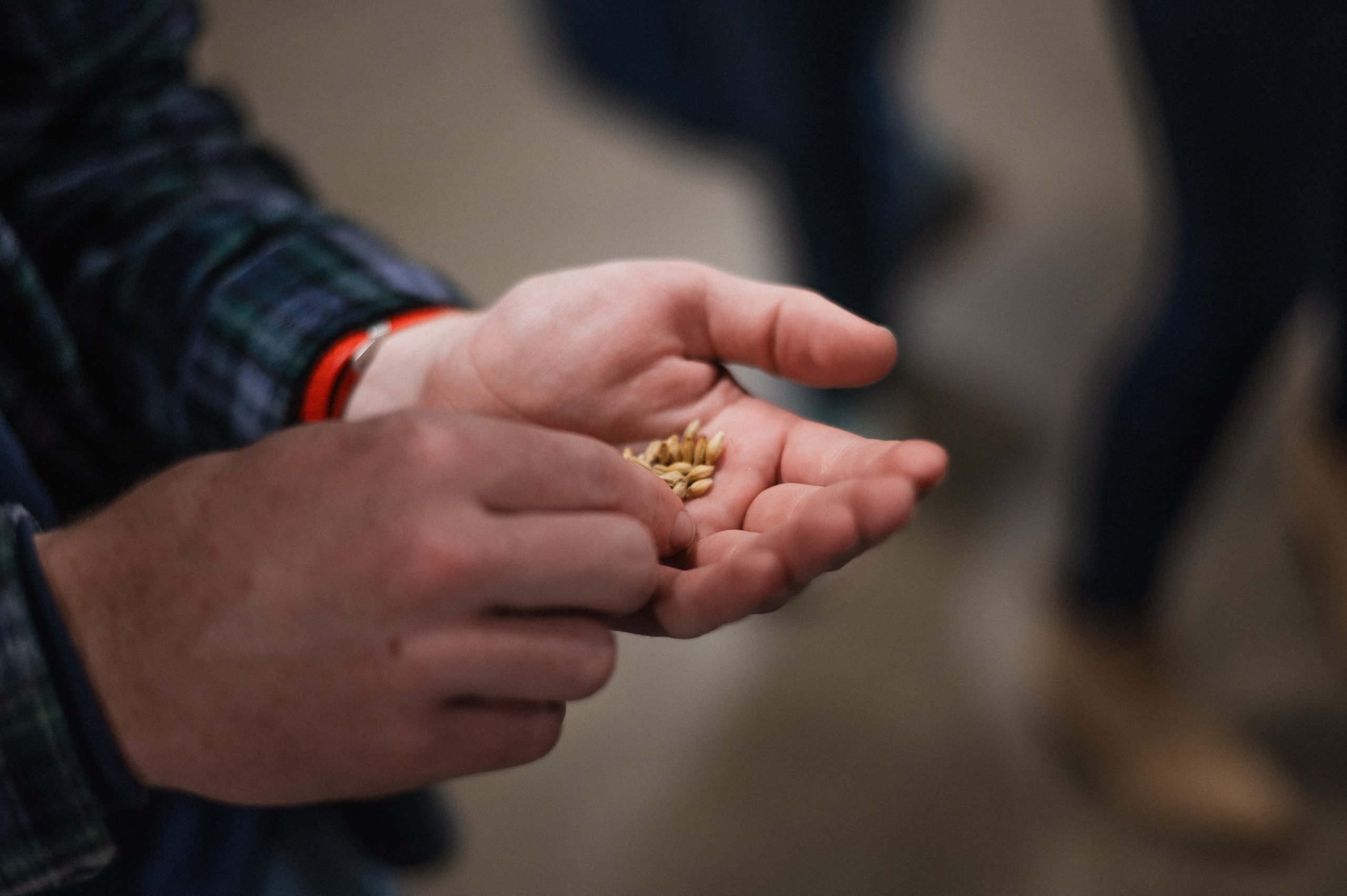 Students on a malthouse tour holding grains